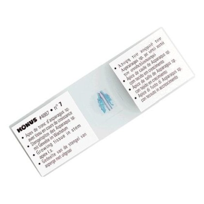 Vetrini microscopio ZOOLOGIA I Parassiti dell Uomo e degli Animali 10pz