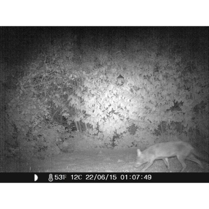 Telecamera Infrarossi Fototrappola Con PIR LKM Security Con Risoluzione A 12 Megapixel