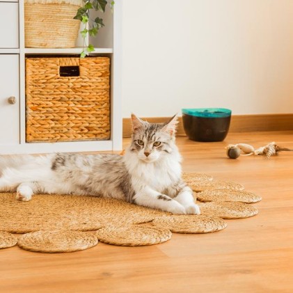 Cecotec Pumba 2200 Refresh distributore di cibo e acqua per cani e gatti Plastica Nero, Blu Universale Abbeveratoio automatico per animali domestici