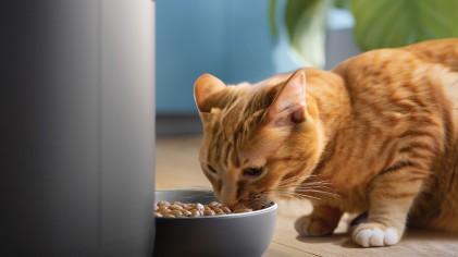 Distribuzione Food Secco Con Webcam Philips Paw5320/02 4.5 Cane Gatto